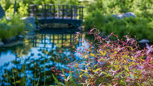 Image result for Rosengewächse