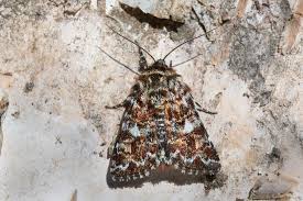 Attēlu rezultāti vaicājumam “Anarta myrtilli larva”