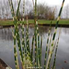 Attēlu rezultāti vaicājumam “Schoenoplectus lacustris subsp. lacustris”
