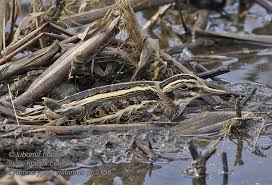 Image result for Lymnocryptes minimus