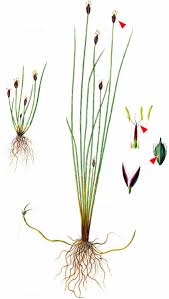 Attēlu rezultāti vaicājumam “Eleocharis quinqueflora”