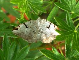 Attēlu rezultāti vaicājumam “Macaria wauaria”