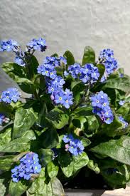 Attēlu rezultāti vaicājumam “Myosotis sylvatica leaf”