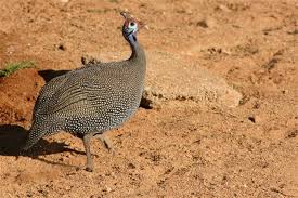 Attēlu rezultāti vaicājumam “Numida meleagris adult”