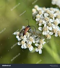 Attēlu rezultāti vaicājumam “Leptura rubra female”