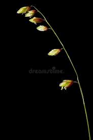 Attēlu rezultāti vaicājumam “Melica nutans leaf”