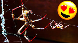 Image result for st andrews cross spider