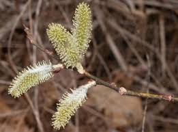 Attēlu rezultāti vaicājumam “Salix cinerea”