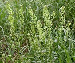 Attēlu rezultāti vaicājumam “Thlaspi arvense”