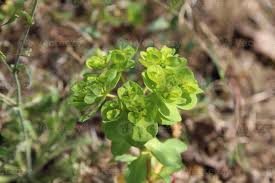 Attēlu rezultāti vaicājumam “Euphorbia helioscopia leaf”