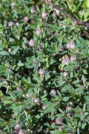 Attēlu rezultāti vaicājumam “Trifolium arvense leaf”