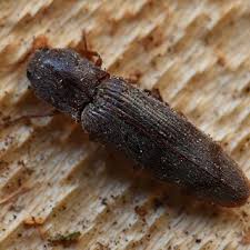 Attēlu rezultāti vaicājumam “Ceruchus chrysomelinus”