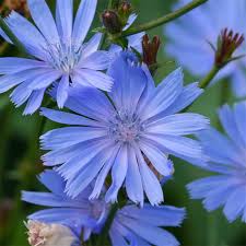 Image result for Cichorium intybus