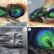 Attēlu rezultāti vaicājumam “Diderma effusum spores”