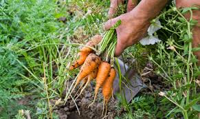 Image result for Möhren