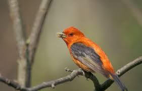 Image result for Piranga olivacea