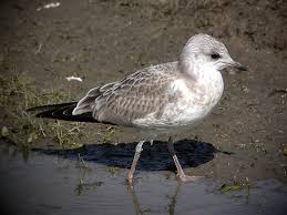 Attēlu rezultāti vaicājumam “Larus canus”