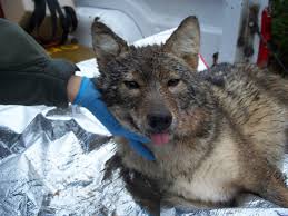 Image result for Hartlepool Coyotes