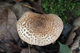 Attēlu rezultāti vaicājumam “Lepiota aspera”