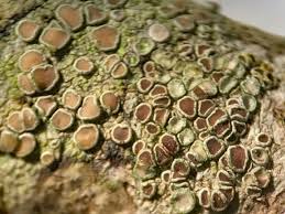 Attēlu rezultāti vaicājumam “Lecanora argentata”