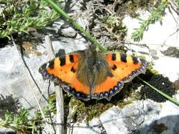 Attēlu rezultāti vaicājumam “Aglais urticae underside”