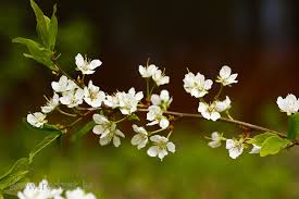 Attēlu rezultāti vaicājumam “Prunus cerasifera var. divaricata flower”