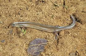 Attēlu rezultāti vaicājumam “Lycogala asperum sessile”