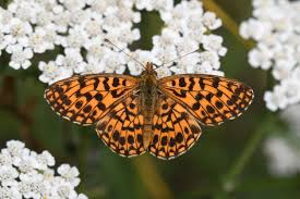 Attēlu rezultāti vaicājumam “Boloria dia upperside”