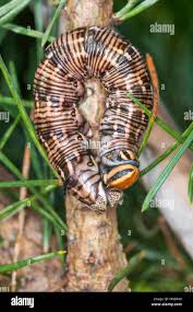 Attēlu rezultāti vaicājumam “Sphinx pinastri larva”