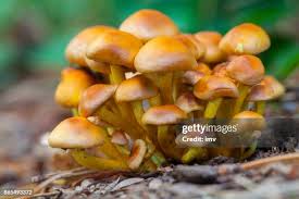 Attēlu rezultāti vaicājumam “Hypholoma sp.”