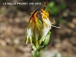 Attēlu rezultāti vaicājumam “Scorzonera humilis bud”