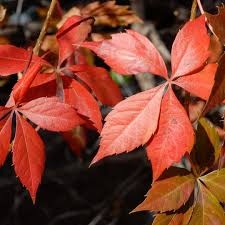 Attēlu rezultāti vaicājumam “Parthenocissus quinquefolia leaf”