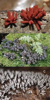 Attēlu rezultāti vaicājumam “Hemitrichia chrysospora”