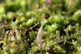 Attēlu rezultāti vaicājumam “Lepidozia reptans”