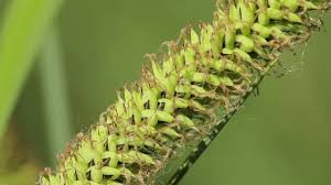Attēlu rezultāti vaicājumam “Carex elata flower”