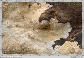 Attēlu rezultāti vaicājumam “Dentipellis fragilis”