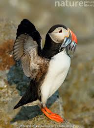 Image result for Fratercula arctica