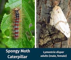 Attēlu rezultāti vaicājumam “Lymantria dispar”