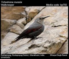 Image result for Tichodroma muraria