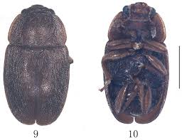 Attēlu rezultāti vaicājumam “Epuraea sp.”