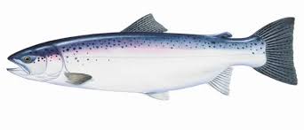 Image result for Oncorhynchus mykiss