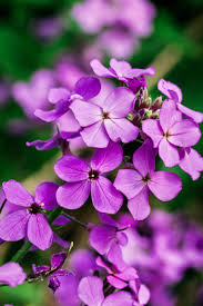 Image result for Lunaria annua