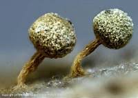 Attēlu rezultāti vaicājumam “Physarum oblatum macro”