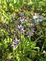 Attēlu rezultāti vaicājumam “Swertia perennis flower”