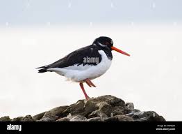 Attēlu rezultāti vaicājumam “Haematopus ostralegus adult”