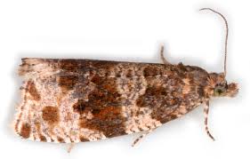 Attēlu rezultāti vaicājumam “Orthotaenia undulana”