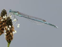 Attēlu rezultāti vaicājumam “Platycnemis pennipes”