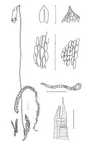 Attēlu rezultāti vaicājumam “Bryum pallens sporophyte”