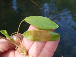 Attēlu rezultāti vaicājumam “Potamogeton gramineus”