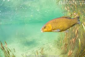 Image result for Tinca tinca